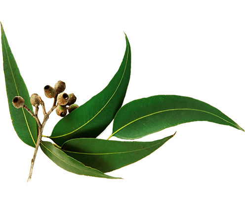 Eucalyptus oil in cream Motion Energy